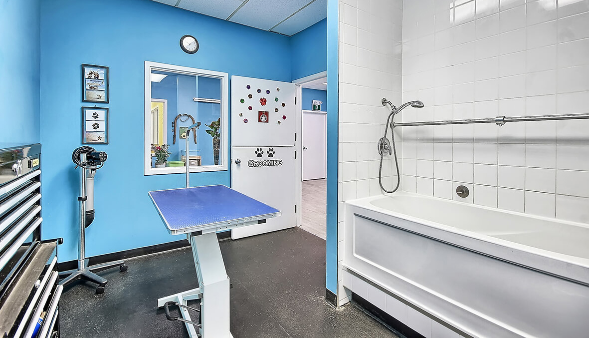 Dog Daycare Boarding, Dog Grooming Newmarket / Aurora